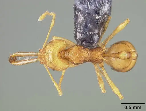 Acanthognathus lentus specimen