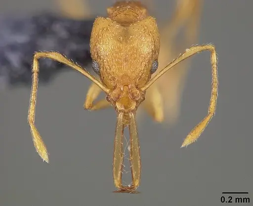 Acanthognathus lentus specimen