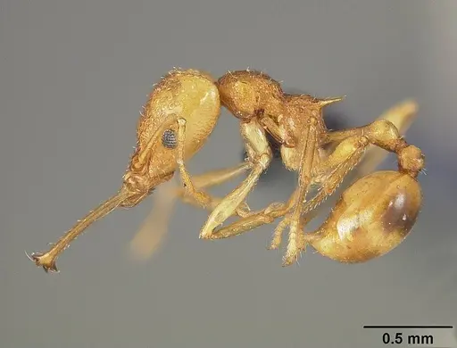 Acanthognathus lentus specimen
