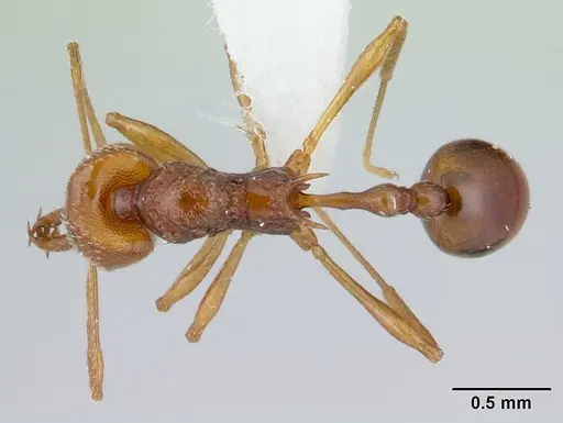 Acanthognathus ocellatus specimen