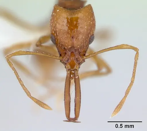 Acanthognathus ocellatus specimen
