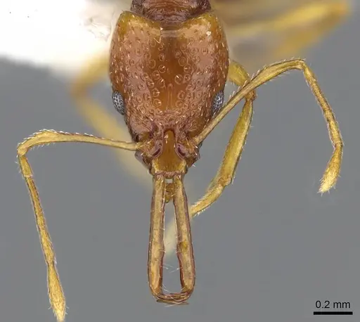 Acanthognathus ocellatus - CASENT0914660