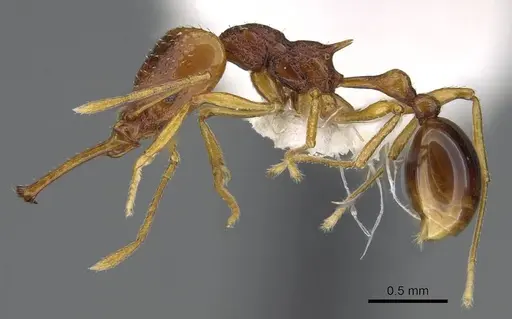 Acanthognathus ocellatus - CASENT0914660