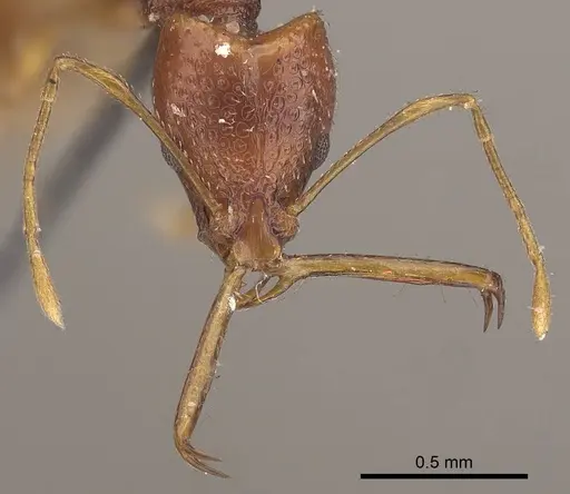 Acanthognathus ocellatus - CASENT0919583