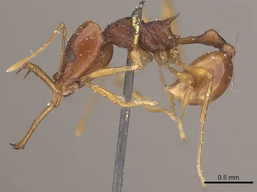 Acanthognathus ocellatus - CASENT0919583