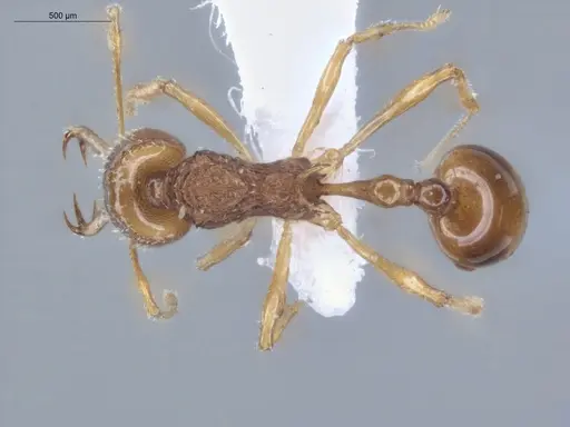 Acanthognathus ocellatus - ECOFOG-IT14-0954-40