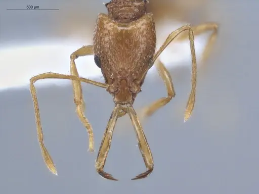 Acanthognathus ocellatus - ECOFOG-IT14-0954-40