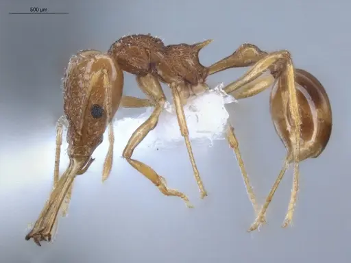 Acanthognathus ocellatus - ECOFOG-IT14-0954-40