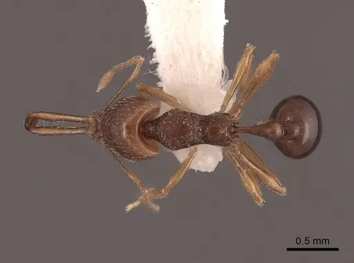 Acanthognathus ocellatus - FMNHINS0000047884