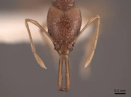 Acanthognathus ocellatus - FMNHINS0000047884