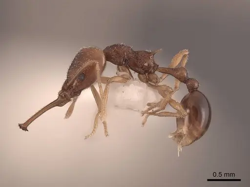 Acanthognathus ocellatus - FMNHINS0000047884