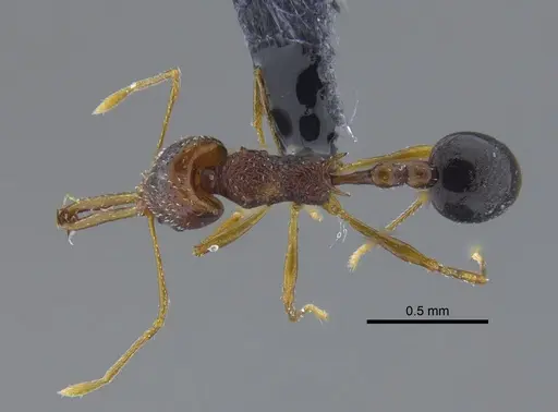 Acanthognathus ocellatus - IAVH-E-222611