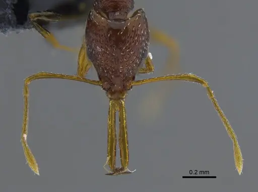 Acanthognathus ocellatus - IAVH-E-222611