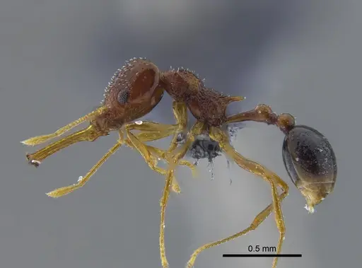 Acanthognathus ocellatus - IAVH-E-222611