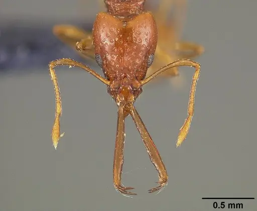 Acanthognathus ocellatus - USNMENT00445730
