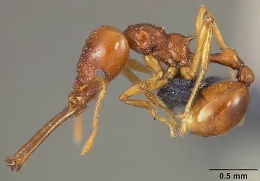 Acanthognathus ocellatus - USNMENT00445730