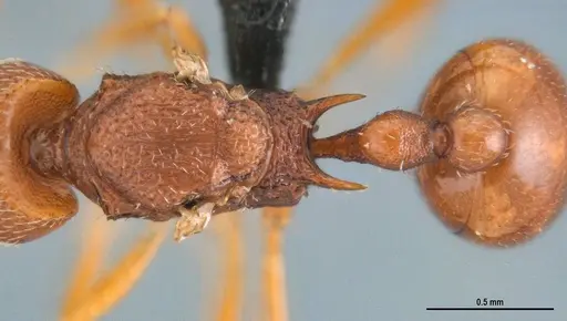 Acanthognathus rudis specimen