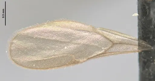 Acanthognathus rudis specimen