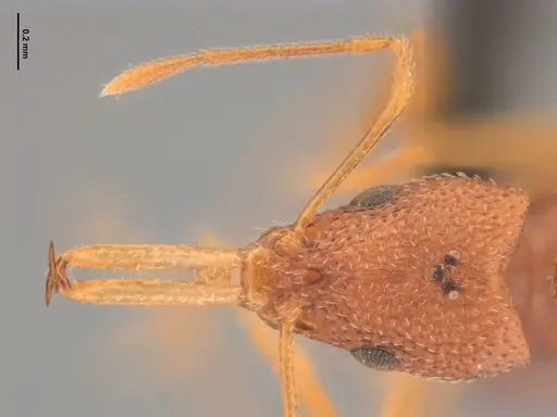 Acanthognathus rudis specimen