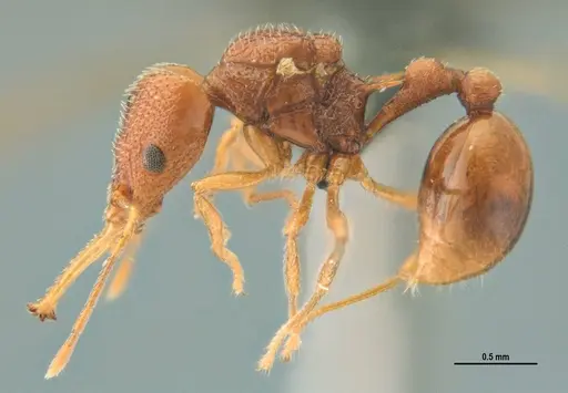 Acanthognathus rudis - ANTWEB1032965