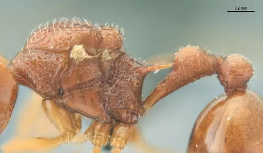 Acanthognathus rudis - ANTWEB1032965