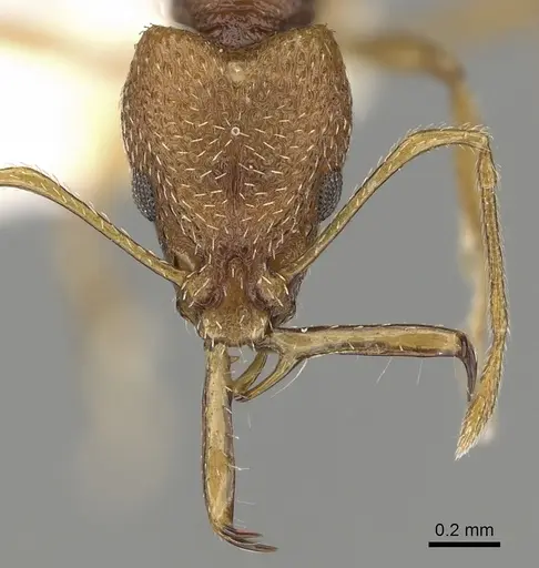 Acanthognathus rudis - CASENT0280685