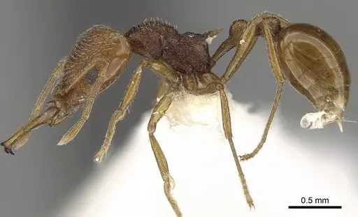 Acanthognathus rudis - CASENT0280685