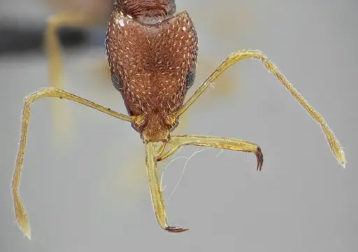 Acanthognathus rudis - UFV-LABECOL-004828