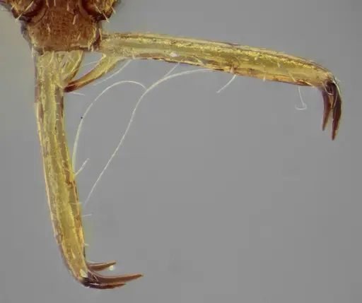 Acanthognathus rudis - UFV-LABECOL-004828