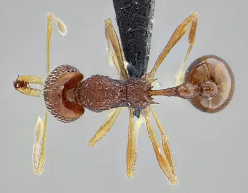 Acanthognathus rudis - UFV-LABECOL-004829