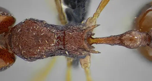 Acanthognathus rudis - UFV-LABECOL-004829