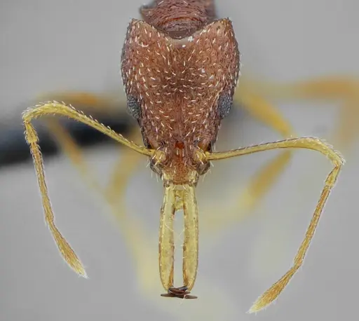 Acanthognathus rudis - UFV-LABECOL-004829