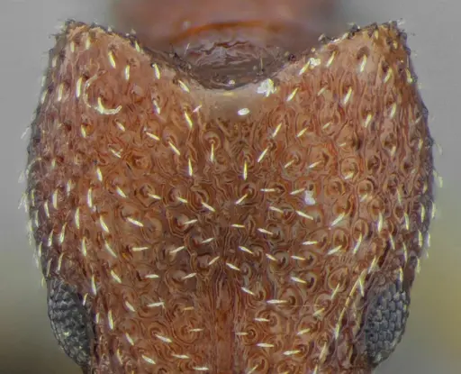 Acanthognathus rudis - UFV-LABECOL-004829