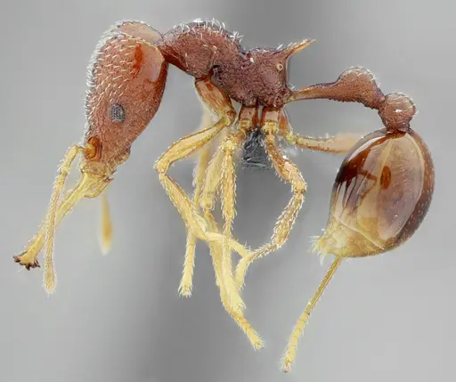 Acanthognathus rudis - UFV-LABECOL-004829