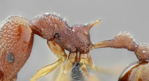 Acanthognathus rudis - UFV-LABECOL-004829