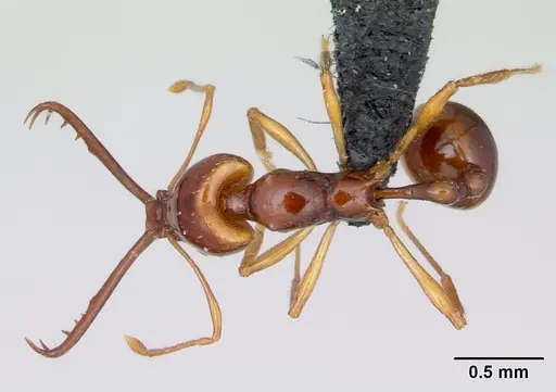 Acanthognathus teledectus specimen