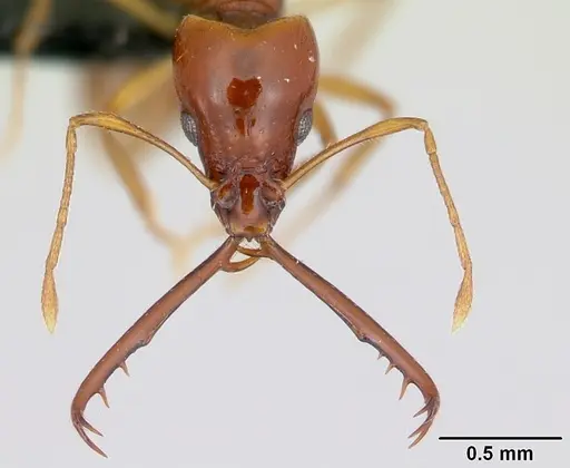 Acanthognathus teledectus specimen