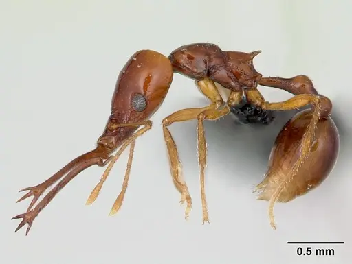 Acanthognathus teledectus specimen