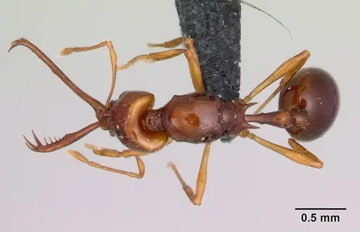 Acanthognathus teledectus - CASENT0039800