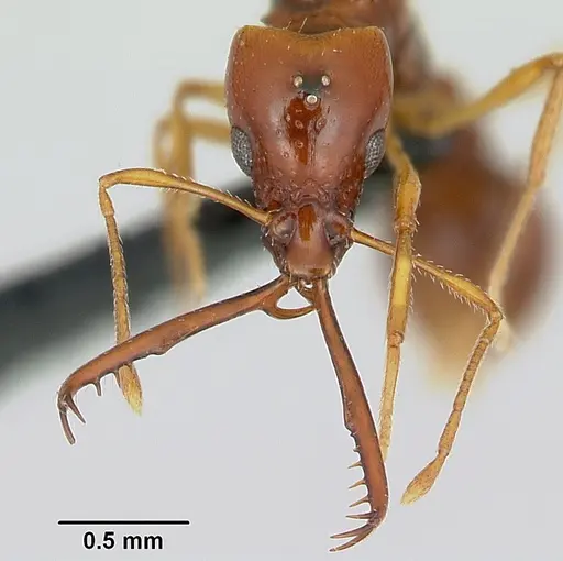 Acanthognathus teledectus - CASENT0039800
