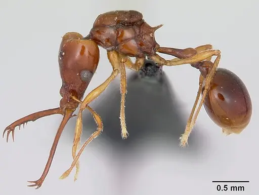 Acanthognathus teledectus - CASENT0039800