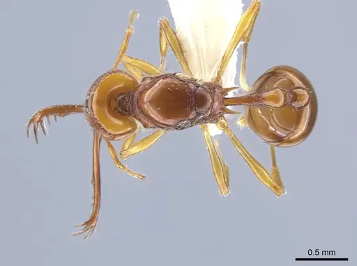 Acanthognathus teledectus - CASENT0637055
