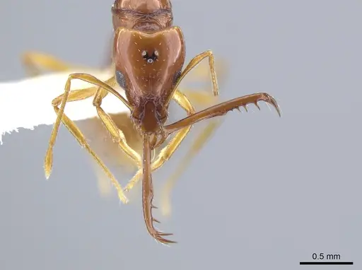 Acanthognathus teledectus - CASENT0637055