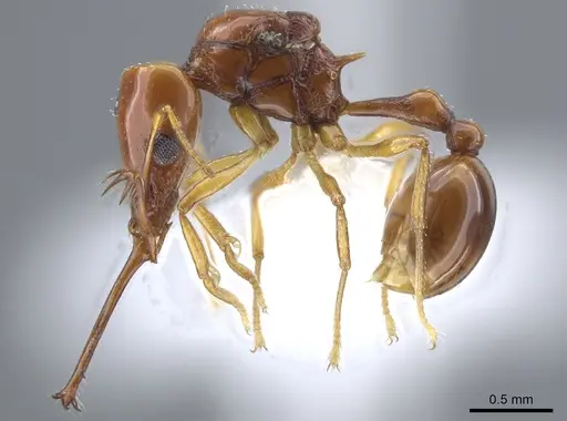 Acanthognathus teledectus - CASENT0637055