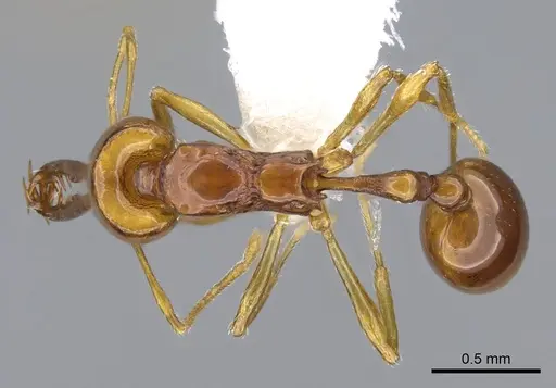 Acanthognathus teledectus - CASENT0914661