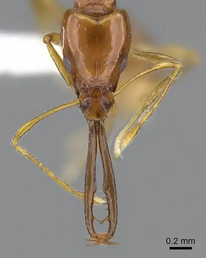 Acanthognathus teledectus - CASENT0914661