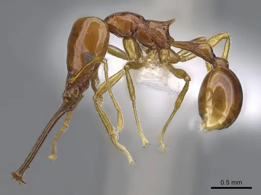 Acanthognathus teledectus - CASENT0914661
