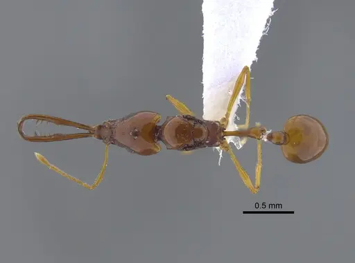 Acanthognathus teledectus - CBUMAGENT41718
