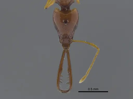 Acanthognathus teledectus - CBUMAGENT41718