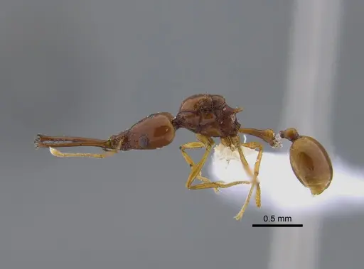 Acanthognathus teledectus - CBUMAGENT41718